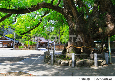 【徳島県】晴天の大麻比古神社 大楠 【徳島県】晴天の大麻比古神社 大楠 102338038