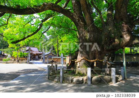 【徳島県】晴天の大麻比古神社 大楠 【徳島県】晴天の大麻比古神社 大楠 102338039