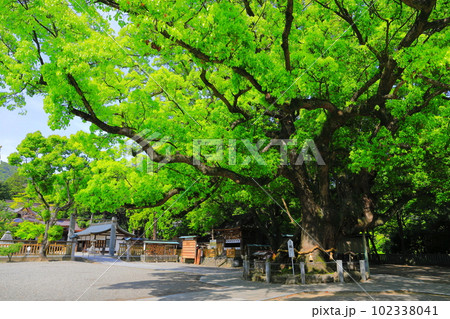 【徳島県】晴天の大麻比古神社　大楠 102338041