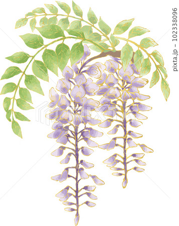 藤の花 水彩 手描き アナログ イラスト素材 藤の花 水彩 手描き アナログ イラスト素材 102338096