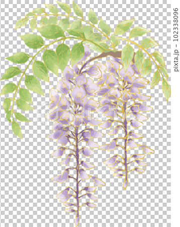 藤の花 水彩 手描き アナログ イラスト素材 藤の花 水彩 手描き アナログ イラスト素材 102338096