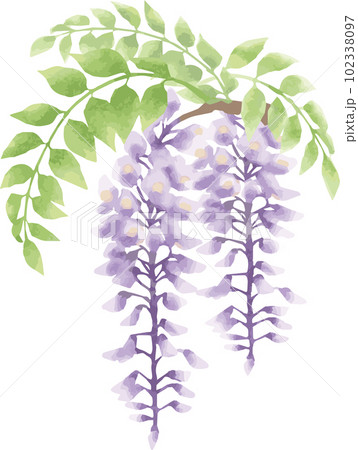 藤の花　水彩　手描き　アナログ　イラスト素材 102338097