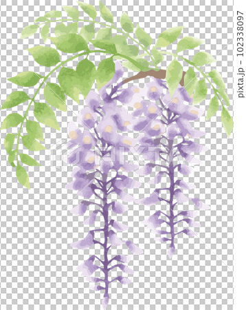 紫藤花水彩手繪模擬插圖素材 102338097