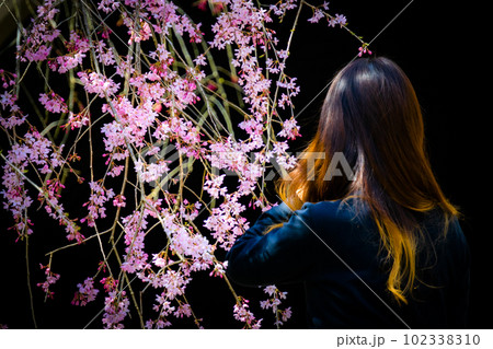 ミホミュージアムの枝垂桜 102338310