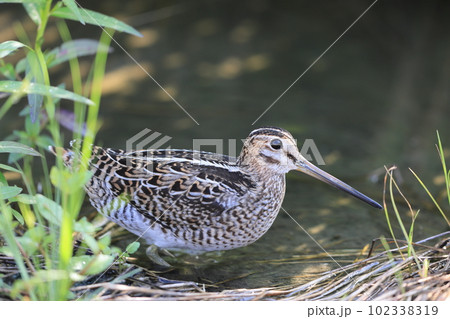 ハリオシギ 102338319