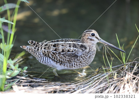 ハリオシギ 102338321