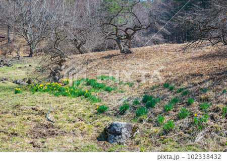 小野のシダレグリ自生地【上伊那郡辰野町】 102338432