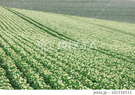 北海道美瑛_ジャガイモの花の絶景 北海道美瑛_ジャガイモの花の絶景 102338513