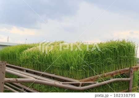 田植えの準備 マット苗 田植えの準備 マット苗 102338795