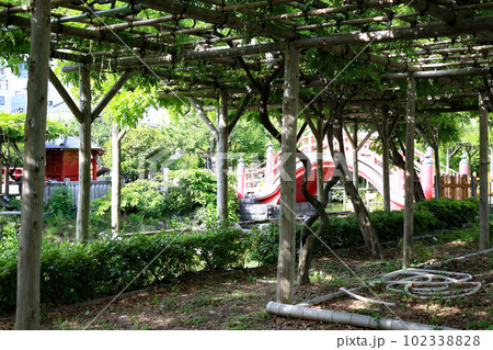 亀戸天神社の池と新緑 亀戸天神社の池と新緑 102338828