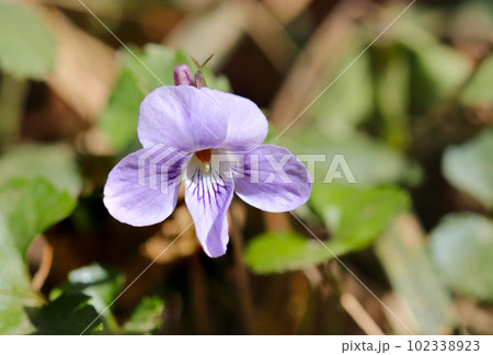 野に咲くタチツボスミレの花（マクロレンズ使用・屋外自然光・接写写真） 102338923