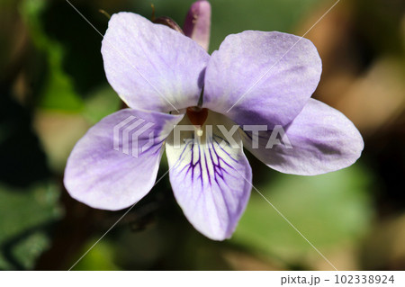 タチツボスミレの花頭アップ（マクロレンズ使用・屋外自然光・接写写真） 102338924