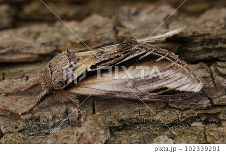 Closeup shot of the swallow prominent moth, Pheosia tremula, sitting on a wood Closeup shot of the swallow prominent moth, Pheosia tremula, sitting on a wood 102339201