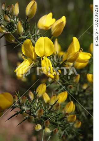 Vertical closeup on the yellow flowers of the European Common gorse, with it's spiky leaves 102339229