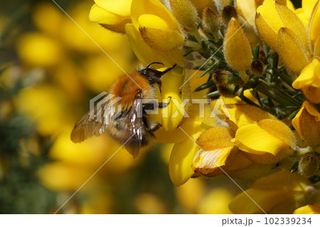 Closeup on a common brown banded bumblebee, Bombus pascuorum on a yellow Common gorse flower 102339234