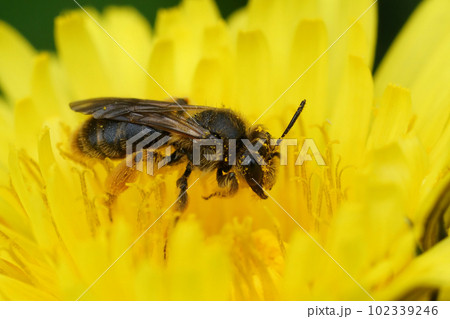 Closeup on a Buff-tailed Mining Bee,Andrena humilis sitting on a yellow dandelion flower 102339246