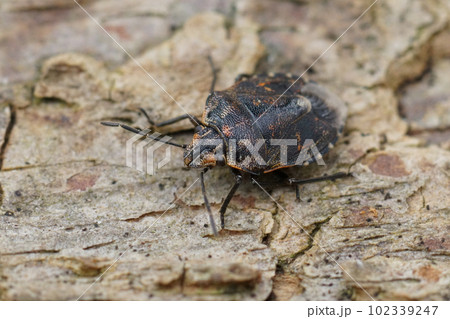 Detailed closeup on a small pentatomid shiedlbug, Holcogaster fibulata sitting on wood 102339247
