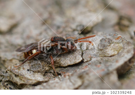 Natural closeup on a White-spotted Nomad solitary cuckoo bee, Nomada alboguttata sitting on wood 102339248