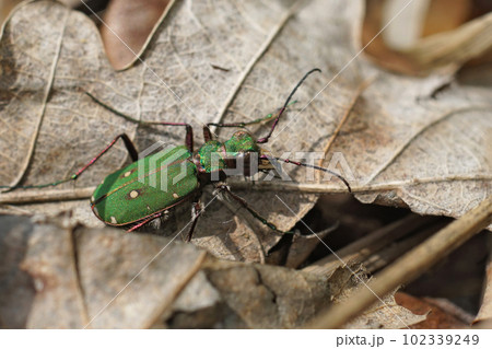 Closeup on a colorful European green tiger beetle, Cicindela campestris sitting on the ground 102339249