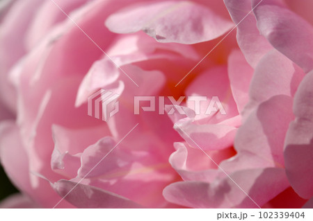 複雑な波打つ花びら群のピンク色バラの花アップ（マクロレンズ使用・屋外自然光・接写写真） 102339404