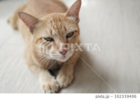 yellow cat sit on beige floor focus on something yellow cat sit on beige floor focus on something 102339406