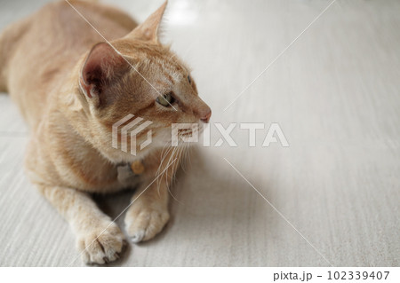 yellow cat sit on beige floor focus something on the right 102339407
