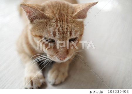 yellow cat sit on beige floor focus on something in front of yellow cat sit on beige floor focus on something in front of 102339408