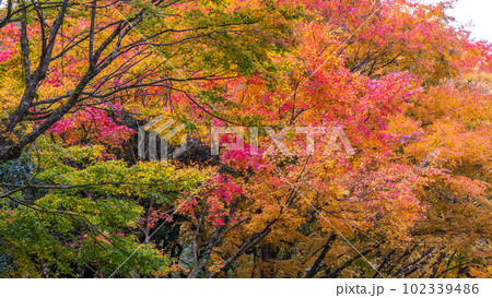紅葉に映える阿蘇くじゅう国立公園　ドライブ途中に観える紅葉風景(菊池渓谷・菊池阿蘇スカイライン) 102339486