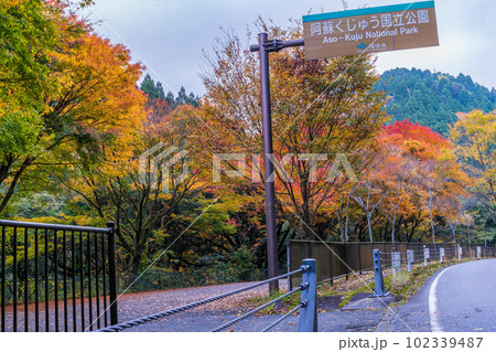 紅葉に映える阿蘇くじゅう国立公園 ドライブ途中に観える紅葉風景(菊池渓谷・菊池阿蘇スカイライン) 紅葉に映える阿蘇くじゅう国立公園 ドライブ途中に観える紅葉風景(菊池渓谷・菊池阿蘇スカイライン) 102339487