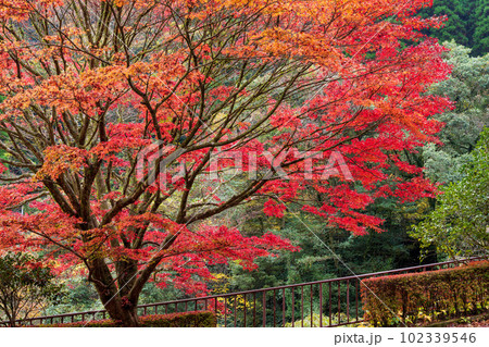 紅葉に映える阿蘇くじゅう国立公園　ドライブ途中に観える紅葉風景(菊池渓谷・菊池阿蘇スカイライン) 102339546