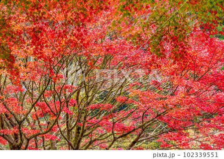紅葉に映える阿蘇くじゅう国立公園　ドライブ途中に観える紅葉風景(菊池渓谷・菊池阿蘇スカイライン) 102339551