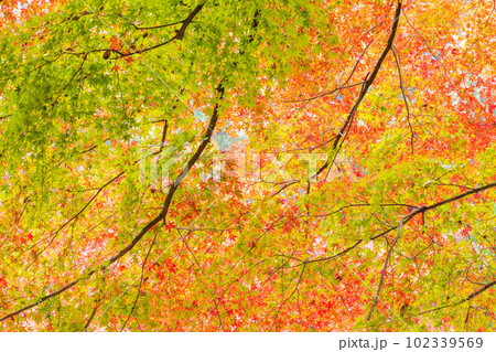 紅葉に映える阿蘇くじゅう国立公園 ドライブ途中に観える紅葉風景(菊池渓谷・菊池阿蘇スカイライン) 紅葉に映える阿蘇くじゅう国立公園 ドライブ途中に観える紅葉風景(菊池渓谷・菊池阿蘇スカイライン) 102339569