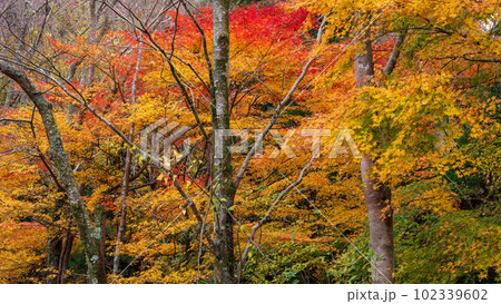 紅葉に映える阿蘇くじゅう国立公園　ドライブ途中に観える紅葉風景(菊池渓谷・菊池阿蘇スカイライン) 102339602