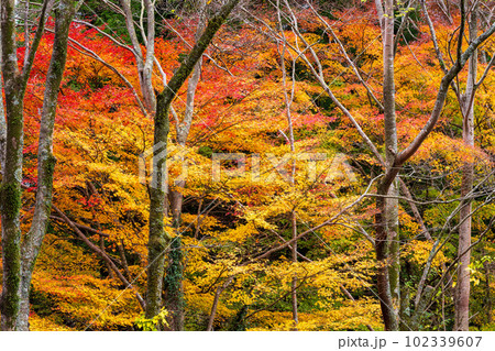 紅葉に映える阿蘇くじゅう国立公園　ドライブ途中に観える紅葉風景(菊池渓谷・菊池阿蘇スカイライン) 102339607
