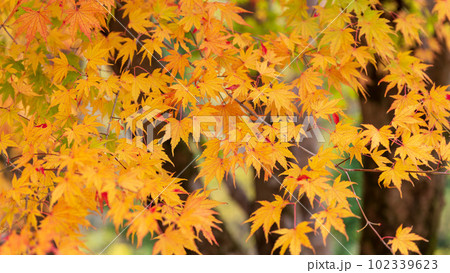 紅葉に映える阿蘇くじゅう国立公園　ドライブ途中に観える紅葉風景(菊池渓谷・菊池阿蘇スカイライン) 102339623