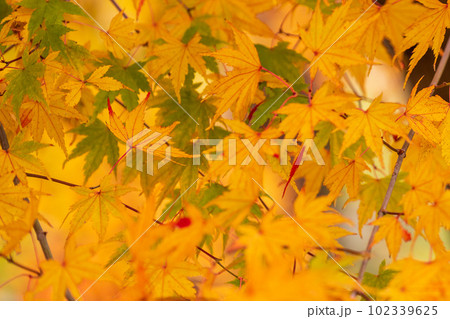 紅葉に映える阿蘇くじゅう国立公園　ドライブ途中に観える紅葉風景(菊池渓谷・菊池阿蘇スカイライン) 102339625