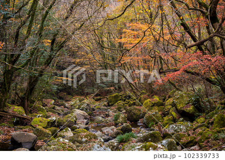 紅葉に映える渓谷風景　阿蘇くじゅう国立公園　紅葉風景(菊池渓谷・菊池阿蘇スカイライン) 102339733
