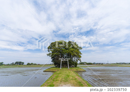 日本の神社と田園風景(正面横) 日本の神社と田園風景(正面横) 102339750