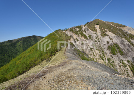 中倉山と沢入山、孤高のブナに出会う栃木県 中倉山と沢入山、孤高のブナに出会う栃木県 102339899