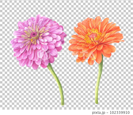 brightly colored zinnia flowers 102339910