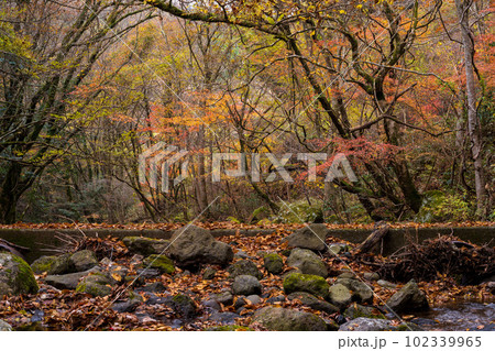 紅葉に映える渓谷紅葉風景　阿蘇くじゅう国立公園　(菊池渓谷・菊池阿蘇スカイライン) 102339965