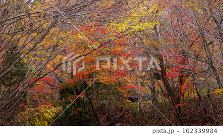 紅葉に映える渓谷の紅葉風景　阿蘇くじゅう国立公園　(菊池渓谷・菊池阿蘇スカイライン) 102339984