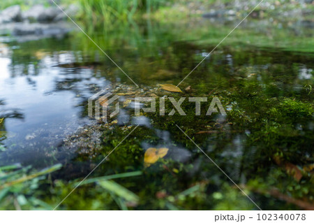 江川の湧水 江川の湧水 102340078