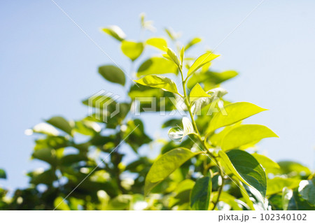 若葉が輝く季節 オールドレンズ 若葉が輝く季節 オールドレンズ 102340102