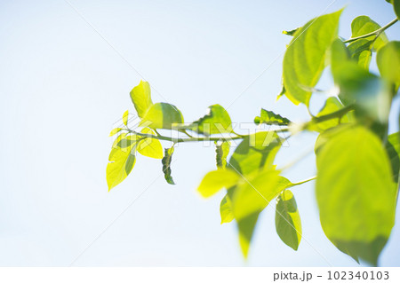 若葉が輝く季節　オールドレンズ 102340103