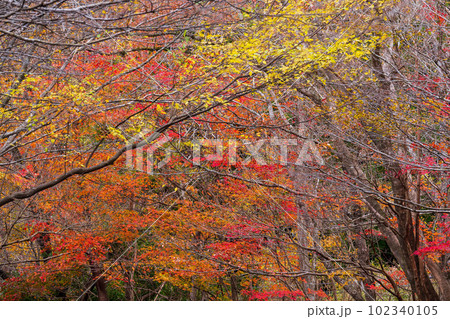 紅葉に映える渓谷の紅葉風景　阿蘇くじゅう国立公園　(菊池渓谷・菊池阿蘇スカイライン) 102340105
