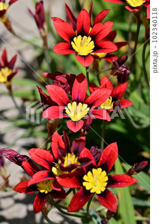 スパラキシス（アヤメ科）の球根植物 102340118