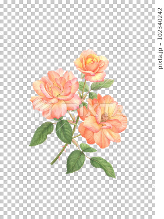 安妮的玫瑰水彩畫 安妮的玫瑰水彩畫 102340242