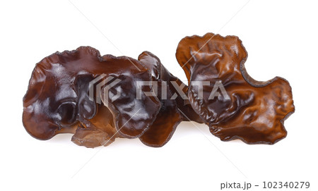 ear mushroom on white background ear mushroom on white background 102340279