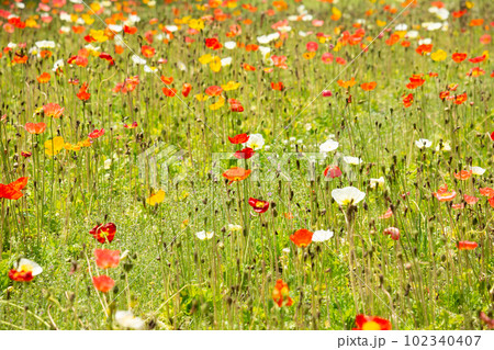 ポピーの花畑 102340407